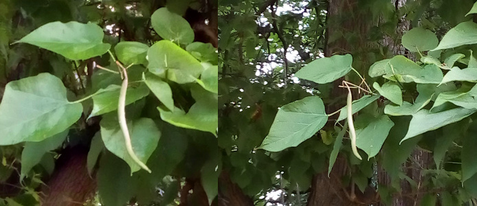 [Two photos spliced together. On the right is one long bean hanging amid the large leaves on this tree. The bean is a slightly lighter shade of green than the oval leaves and has a small kink in it a little over half-way from the stem. On the left is an even closer view of a different bean. This one has a curve to the end not attached to the stem.]